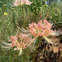 Lycoris 'Champagne', 1 Bulb