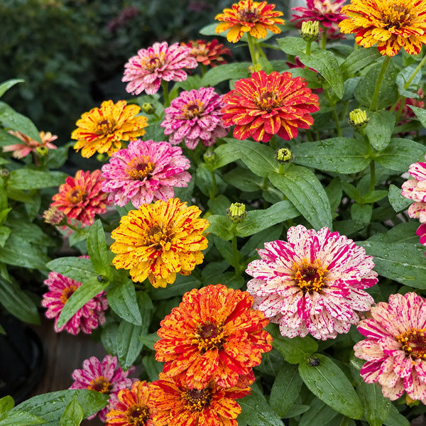 W1354 Peppermint Stick Zinnia Mix, 100 Seeds