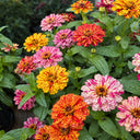 W1354 Peppermint Stick Zinnia Mix, 100 Seeds