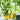 Dean's Chickie Cherry Tomato Seeds, 5 Seeds