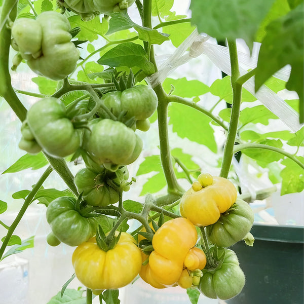 Dean's Chickie Cherry Tomato Seeds, 5 Seeds