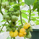 Dean's Chickie Cherry Tomato Seeds, 5 Seeds