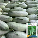 Flying 61' Yangjiao Melon Seeds, 20 Seeds