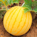 'Jinling 03 Golden' Round Watermelon Seeds, 200 Seeds