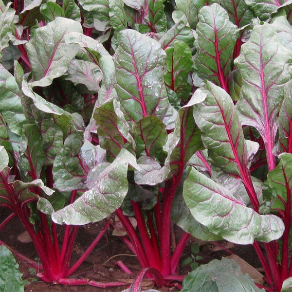 Red-Stemmed Chard Seeds, 10g
