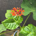 TD001 Jatropha podagrica, 1 Live Plant