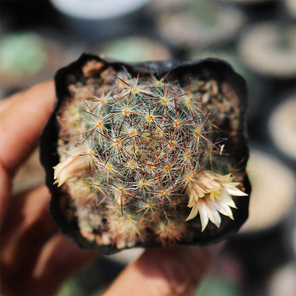 Mammillaria prolifera, 4-5cm