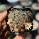 Mammillaria prolifera, 4-5cm