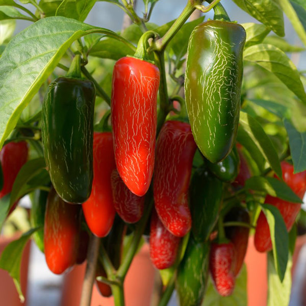 Mexican Chili Pepper Seeds, 5 Seeds
