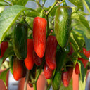 Mexican Chili Pepper Seeds, 5 Seeds