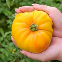 Golden Mango Tomato, 10 Seeds