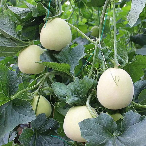 White Honey Jar Melon Hybrid Seeds, 30 Seeds