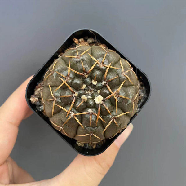 Gymnocalycium stellatum var. paucispinum, 3-4cm