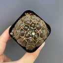 Gymnocalycium stellatum var. paucispinum, 3-4cm