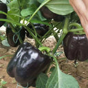 Black Fruit Sweet Pepper, 50 Seeds