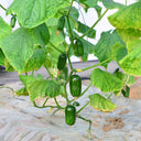 'Golden Boy' Cucumber F1 Seeds, 10 Seeds