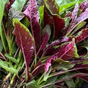Red Willow Leaf Amaranth Seeds, 10g