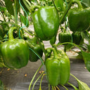 Square Green Pepper Seeds, 30 Seeds