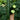 'Holland 35' Cold-Tolerant Cucumber Seeds, 20g