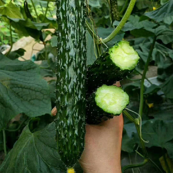 'Holland 35' Cold-Tolerant Cucumber Seeds, 20g