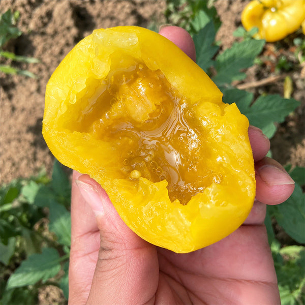 U2611 Yellow Peach Fruit Tomato, 100 Seeds