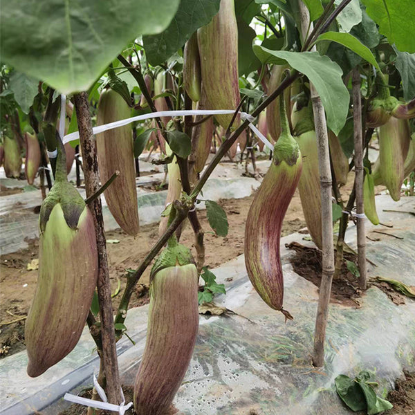 Yu Bamboo-Silk Eggplant No.881 Seeds, 8g