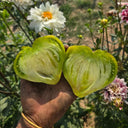 1023 Aliris Golden Heart Tomato, 5 Seeds