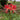 Hubei Lycoris, 1 Bulb