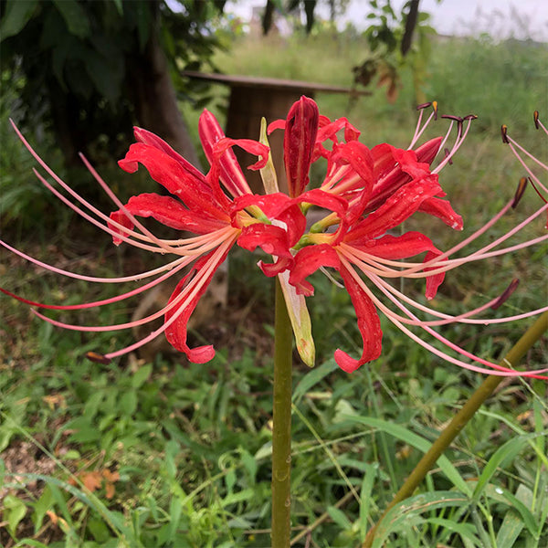 Hubei Lycoris, 1 Bulb