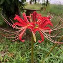 Hubei Lycoris, 1 Bulb