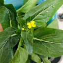 Guangdong Sijiu Choy Sum Seeds, 20g