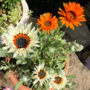 Double Cape Daisy Mixed Colors, 200 Seeds