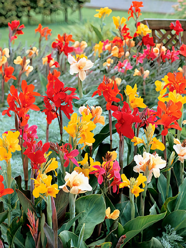 Canna Indica, Mixed