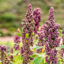 Black Quinoa Planting Seeds, 30 Grams ≈ 12000 Seeds