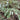 Epimedium Seedlings, 2 Roots