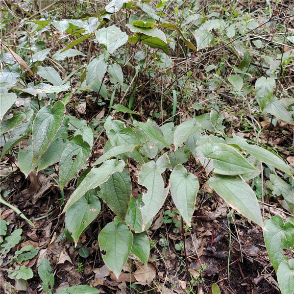 Epimedium Seedlings, 2 Roots
