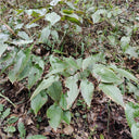 Epimedium Seedlings, 2 Roots