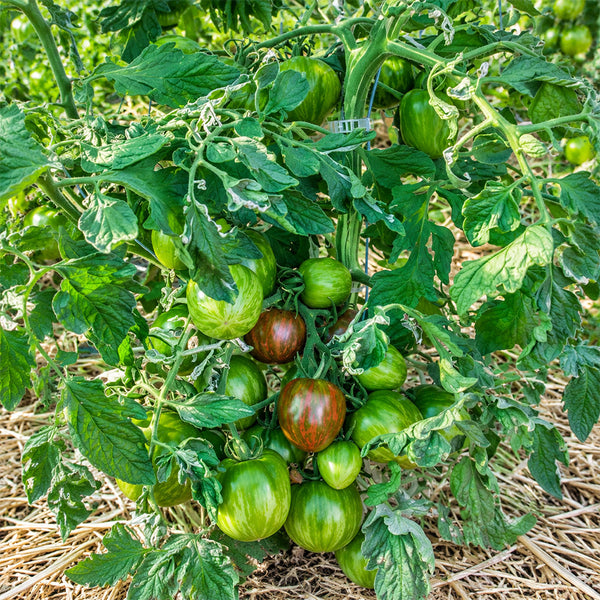 33 Moonlight Mile Tomato, 5 Seeds