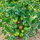 33 Moonlight Mile Tomato, 5 Seeds