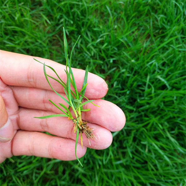 Poa pratensis 'Fargo BT' Seeds, 200g
