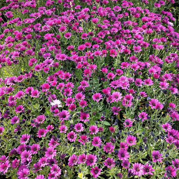 Purplel African Daisy, 50 Seeds
