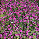 Purplel African Daisy, 50 Seeds