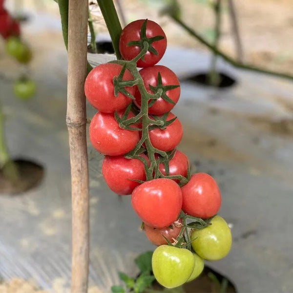 Pink Beibei Cherry Tomato, 30 Seeds