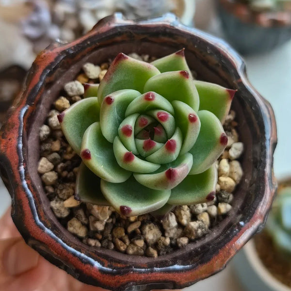 Echeveria Agavoides 'Blue Dragon', 2pcs x 1-head