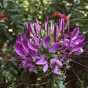 Purple Spider Flower Seeds, 200 Seeds