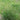 Fairy Green Perennial Ryegrass Seeds, 200g