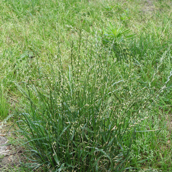 Fairy Green Perennial Ryegrass Seeds, 200g