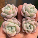 Echeveria 'Ice green', 3pcs x 1-head