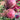 HC Purple Top Beet Seeds, 10g