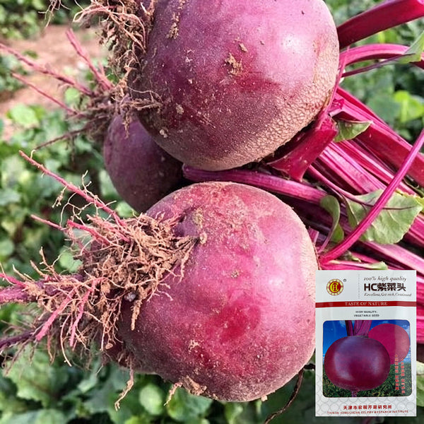 HC Purple Top Beet Seeds, 10g